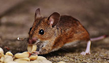 24 Hour & Emergency Exterminators in Healthcare And Family Serv, IL